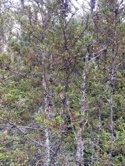 Cupressus