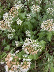 Ageratina herbacea