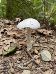Amanita bisporigera