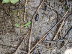 Rhytisternus liopleurus