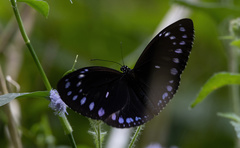 Euploea westwoodii