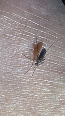 Culicinae