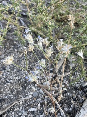 Eriastrum wilcoxii