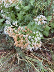 Ageratina herbacea