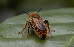 Phalerimeris phalerata