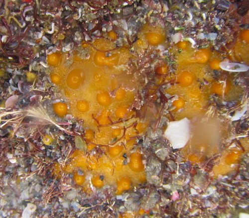 Polymastia hirsuta