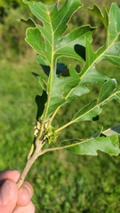 Andricus quercusfrondosus