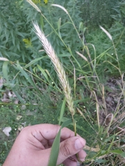 Elymus virginicus