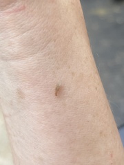 Brachymyrmex depilis