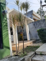 Arecaceae