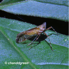 Orthopagus splendens