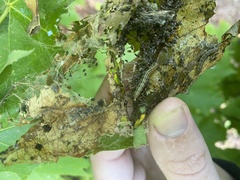 Spodoptera frugiperda