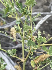 Chenopodium fremontii