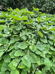 Clerodendrum chinense