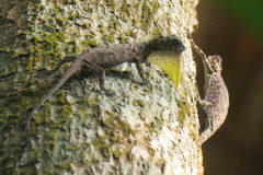 Common Gliding Lizard photo 4