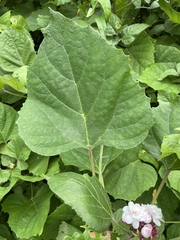 Clerodendrum chinense