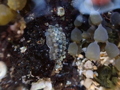 Acanthochitona zelandica