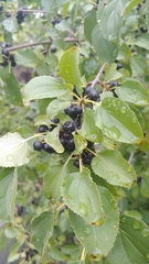 Rhamnus