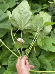 Clerodendrum chinense