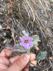 Sphaeralcea brevipes