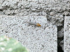 Gonatodes albogularis notatus