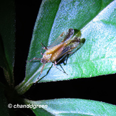 Orthopagus splendens