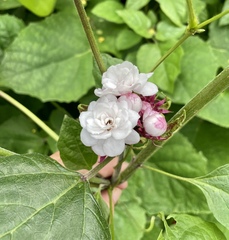 Clerodendrum chinense