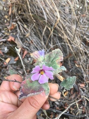 Sphaeralcea brevipes