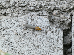 Gonatodes albogularis notatus