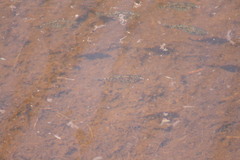 Cyprinodon variegatus