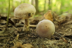 Cortinarius iodes