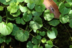Viola perreniformis