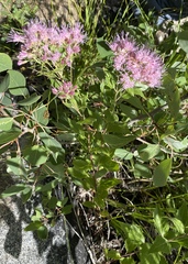 Ageratina occidentalis