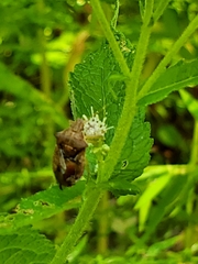 Podisus maculiventris