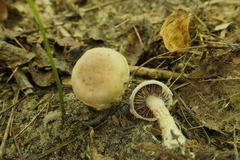 Cortinarius iodes