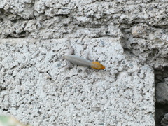 Gonatodes albogularis notatus