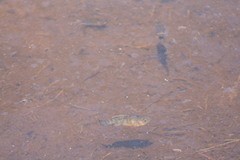 Cyprinodon variegatus