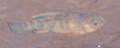 Cyprinodon variegatus