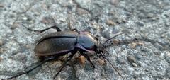 Carabus nemoralis