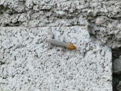 Gonatodes albogularis notatus