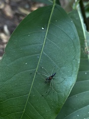 Lyssomanes temperatus