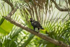 Psarocolius decumanus