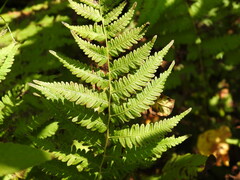 Thelypteris palustris
