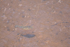 Cyprinodon variegatus