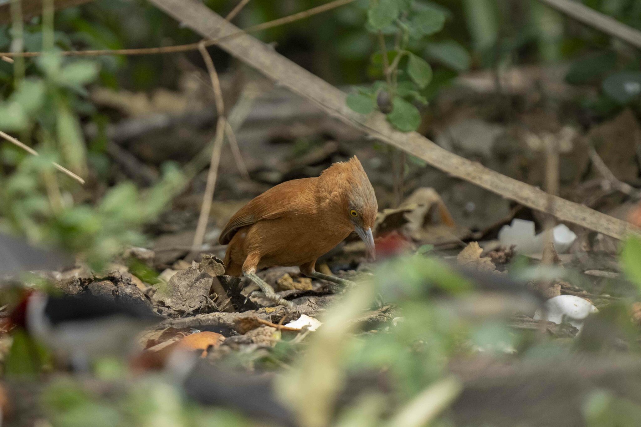 Rufous Cacholote illustration