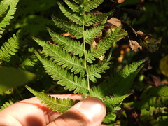 Thelypteris palustris