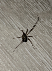 Oligolophinae
