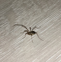Oligolophinae