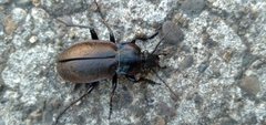Carabus nemoralis
