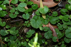 Viola perreniformis